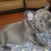 Blue, a male French Bulldog for sale in Atlanta, GA – Photo 2 of 4