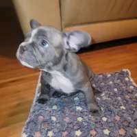 Bolo, a male French Bulldog for sale in Atlanta, GA – Photo 2 of 3