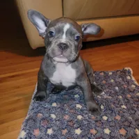 Bolo, a male French Bulldog for sale in Atlanta, GA – Photo 1 of 3