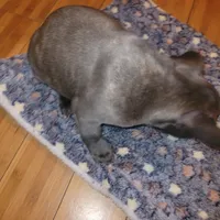 Bolo, a male French Bulldog for sale in Atlanta, GA – Photo 3 of 3