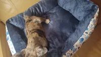 Sentinel, a male French Bulldog for sale in Atlanta, GA – 4 of 5