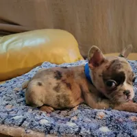 Dead Shot, a male French Bulldog for sale in Atlanta, GA – Photo 4 of 5