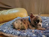 Dead Shot, a male French Bulldog for sale in Atlanta, GA – Photo 4 of 5