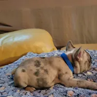 Dead Shot, a male French Bulldog for sale in Atlanta, GA – Photo 3 of 5