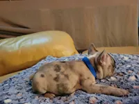 Dead Shot, a male French Bulldog for sale in Atlanta, GA – Photo 3 of 5