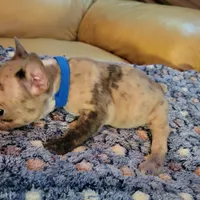 Dead Shot, a male French Bulldog for sale in Atlanta, GA – Photo 5 of 5