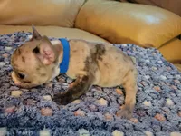 Dead Shot, a male French Bulldog for sale in Atlanta, GA – Photo 5 of 5