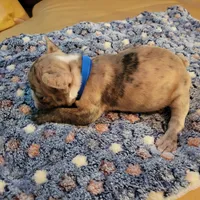 Dead Shot, a male French Bulldog for sale in Atlanta, GA – Photo 2 of 5