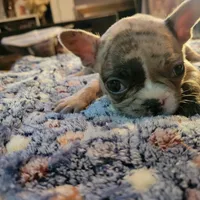 Dead Shot, a male French Bulldog for sale in Atlanta, GA – Photo 1 of 5