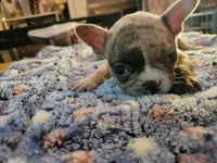 Dead Shot, a male French Bulldog for sale in Atlanta, GA – Photo 1 of 5