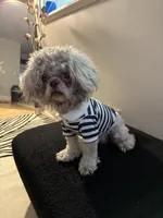 Charlie, a male Shih Tzu for sale in Cleveland, OH – 2 of 2