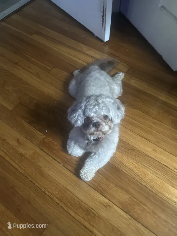 Charlie – Shih Tzu puppy for sale in Cleveland, OH