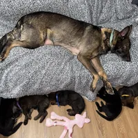 Female GS Yellow, a female German Shepherd Dog for sale in Taunton, MA – Photo 8 of 8