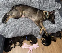 Female GS Yellow, a female German Shepherd Dog for sale in Taunton, MA – Photo 8 of 8