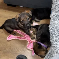 Female GS Yellow, a female German Shepherd Dog for sale in Taunton, MA – Photo 5 of 8