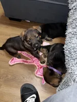 Female GS Yellow, a female German Shepherd Dog for sale in Taunton, MA – Photo 5 of 8