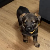 Female GS Yellow, a female German Shepherd Dog for sale in Taunton, MA – Photo 1 of 8