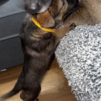 Female GS Yellow, a female German Shepherd Dog for sale in Taunton, MA – Photo 3 of 8