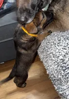 Female GS Yellow, a female German Shepherd Dog for sale in Taunton, MA – Photo 3 of 8