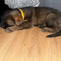 Female GS Yellow, a female German Shepherd Dog for sale in Taunton, MA – Photo 6 of 8