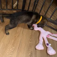 Female GS Yellow, a female German Shepherd Dog for sale in Taunton, MA – Photo 2 of 8