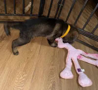 Female GS Yellow, a female German Shepherd Dog for sale in Taunton, MA – Photo 2 of 8