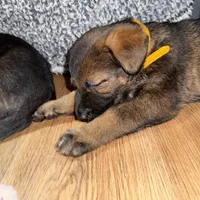 Female GS Yellow, a female German Shepherd Dog for sale in Taunton, MA – Photo 7 of 8