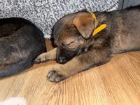 Female GS Yellow, a female German Shepherd Dog for sale in Taunton, MA – Photo 7 of 8