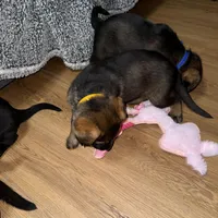 Female GS Yellow, a female German Shepherd Dog for sale in Taunton, MA – Photo 4 of 8