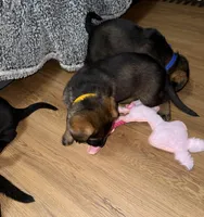 Female GS Yellow, a female German Shepherd Dog for sale in Taunton, MA – Photo 4 of 8