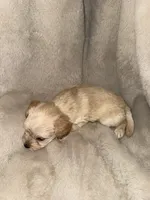 Tan boy, a male Yorkshire Terrier and Poodle - Toy  for sale in Taunton, MA – 3 of 4