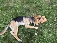 Bizkit, a male German Shepherd Dog for sale in Taunton, MA – 5 of 6