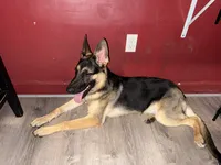 Chopper , a male German Shepherd Dog for sale in Taunton, MA – 8 of 8