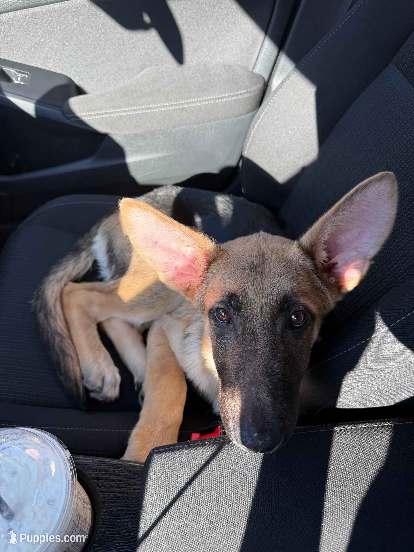 Male German Shepherd, a male German Shepherd Dog for sale in Taunton, MA – Photo 2 of 2