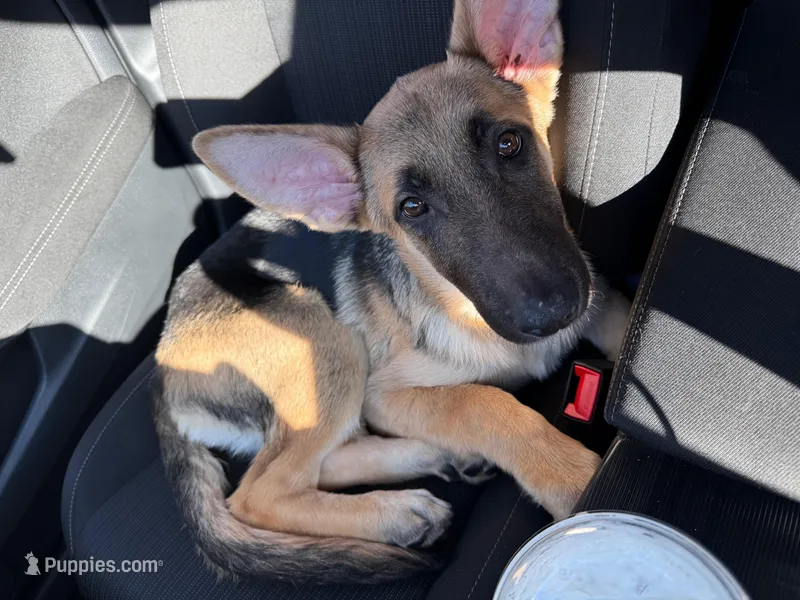 Male German Shepherd – German Shepherd Dog puppy for sale in Taunton, MA