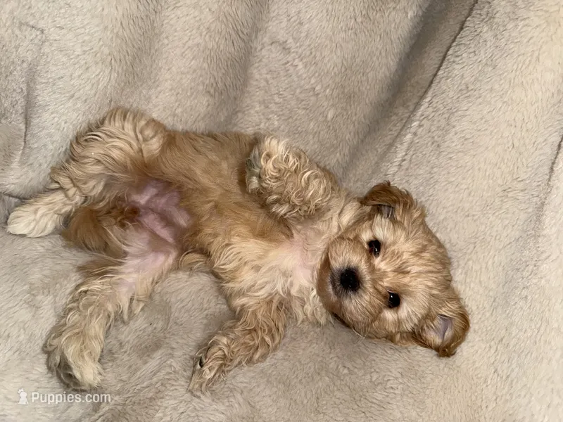 Blondie Girl, a female Yorkshire Terrier and Poodle - Toy  for sale in Taunton, MA – 1 of 4