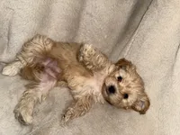 Blondie Girl, a female Yorkshire Terrier and Poodle - Toy  for sale in Taunton, MA – 1 of 4