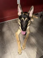 Chopper , a male German Shepherd Dog for sale in Taunton, MA – 6 of 8