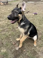 Green collar male, a male German Shepherd Dog for sale in Taunton, MA – Photo 2 of 3