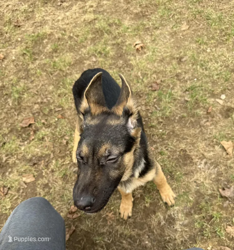 Green collar male – German Shepherd Dog puppy for sale in Taunton, MA