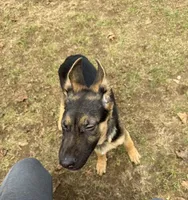 Green collar male, a male German Shepherd Dog for sale in Taunton, MA – Photo 1 of 3