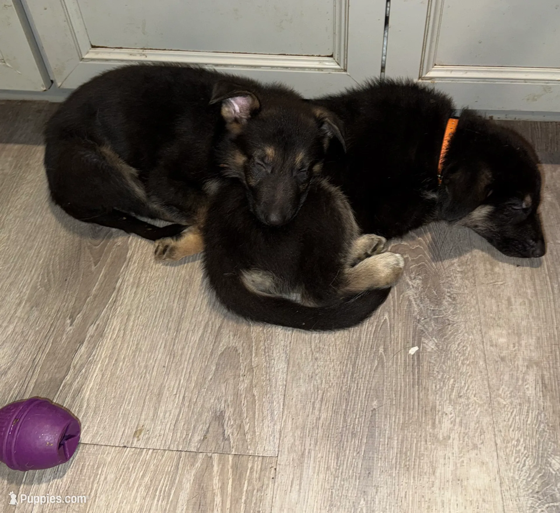 Orange boy GS, a male German Shepherd Dog for sale in Taunton, MA – Photo 7 of 9