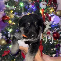 Orange boy GS, a male German Shepherd Dog for sale in Taunton, MA – Photo 1 of 9