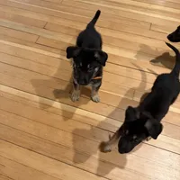 Orange boy GS, a male German Shepherd Dog for sale in Taunton, MA – Photo 6 of 9