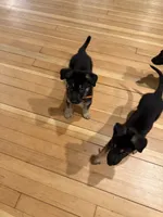 Orange boy GS, a male German Shepherd Dog for sale in Taunton, MA – Photo 6 of 9