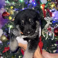 Orange boy GS, a male German Shepherd Dog for sale in Taunton, MA – Photo 3 of 9