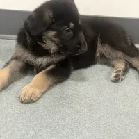 Orange boy GS, a male German Shepherd Dog for sale in Taunton, MA – Photo 8 of 9