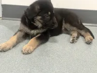 Orange boy GS, a male German Shepherd Dog for sale in Taunton, MA – Photo 8 of 9