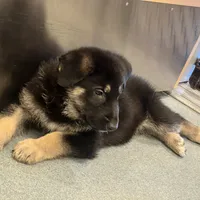 Orange boy GS, a male German Shepherd Dog for sale in Taunton, MA – Photo 4 of 9