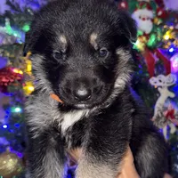 Orange boy GS, a male German Shepherd Dog for sale in Taunton, MA – Photo 2 of 9